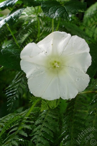 A mobile wallpaper and MMS picture for Apple iPhone 7s, 6s, 5s, 4s, Plus, iPods, iPads, New iPads, Samsung Galaxy S Series and Notes, Sony Ericsson Xperia, LG Mobile Phones, Tablets and Devices: White Morning Glory flower.
