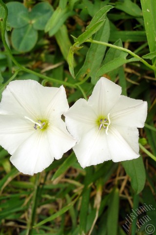 A mobile wallpaper and MMS picture for Apple iPhone 7s, 6s, 5s, 4s, Plus, iPods, iPads, New iPads, Samsung Galaxy S Series and Notes, Sony Ericsson Xperia, LG Mobile Phones, Tablets and Devices: White Morning Glory flower.
