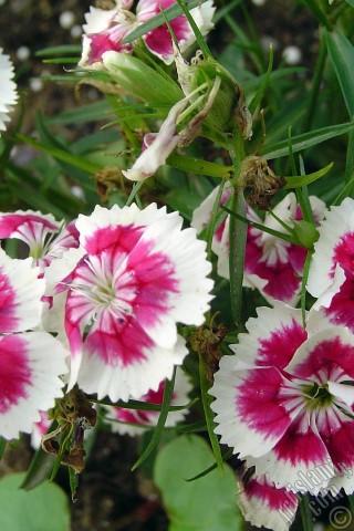 A mobile wallpaper and MMS picture for Apple iPhone 7s, 6s, 5s, 4s, Plus, iPods, iPads, New iPads, Samsung Galaxy S Series and Notes, Sony Ericsson Xperia, LG Mobile Phones, Tablets and Devices: Pink and white color Carnation -Clove Pink- flower.
