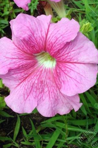 A mobile wallpaper and MMS picture for Apple iPhone 7s, 6s, 5s, 4s, Plus, iPods, iPads, New iPads, Samsung Galaxy S Series and Notes, Sony Ericsson Xperia, LG Mobile Phones, Tablets and Devices: Pink Petunia flower.
