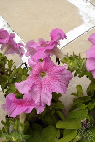 A mobile wallpaper and MMS picture for Apple iPhone 7s, 6s, 5s, 4s, Plus, iPods, iPads, New iPads, Samsung Galaxy S Series and Notes, Sony Ericsson Xperia, LG Mobile Phones, Tablets and Devices: Pink Petunia flower.
