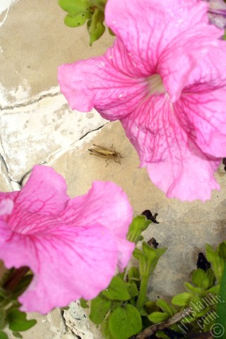 A mobile wallpaper and MMS picture for Apple iPhone 7s, 6s, 5s, 4s, Plus, iPods, iPads, New iPads, Samsung Galaxy S Series and Notes, Sony Ericsson Xperia, LG Mobile Phones, Tablets and Devices: Pink Petunia flower.
