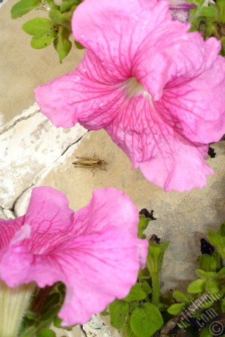 A mobile wallpaper and MMS picture for Apple iPhone 7s, 6s, 5s, 4s, Plus, iPods, iPads, New iPads, Samsung Galaxy S Series and Notes, Sony Ericsson Xperia, LG Mobile Phones, Tablets and Devices: Pink Petunia flower.
