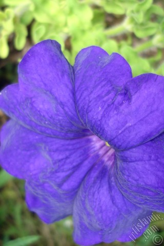 A mobile wallpaper and MMS picture for Apple iPhone 7s, 6s, 5s, 4s, Plus, iPods, iPads, New iPads, Samsung Galaxy S Series and Notes, Sony Ericsson Xperia, LG Mobile Phones, Tablets and Devices: Purple Petunia flower.
