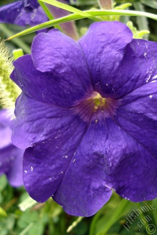 A mobile wallpaper and MMS picture for Apple iPhone 7s, 6s, 5s, 4s, Plus, iPods, iPads, New iPads, Samsung Galaxy S Series and Notes, Sony Ericsson Xperia, LG Mobile Phones, Tablets and Devices: Purple Petunia flower.
