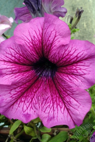 A mobile wallpaper and MMS picture for Apple iPhone 7s, 6s, 5s, 4s, Plus, iPods, iPads, New iPads, Samsung Galaxy S Series and Notes, Sony Ericsson Xperia, LG Mobile Phones, Tablets and Devices: Pink Petunia flower.
