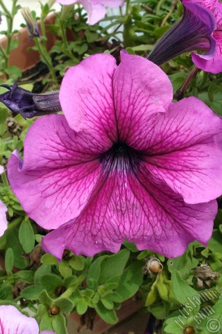 A mobile wallpaper and MMS picture for Apple iPhone 7s, 6s, 5s, 4s, Plus, iPods, iPads, New iPads, Samsung Galaxy S Series and Notes, Sony Ericsson Xperia, LG Mobile Phones, Tablets and Devices: Pink Petunia flower.
