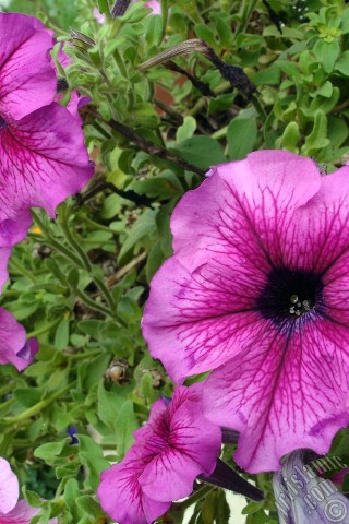 A mobile wallpaper and MMS picture for Apple iPhone 7s, 6s, 5s, 4s, Plus, iPods, iPads, New iPads, Samsung Galaxy S Series and Notes, Sony Ericsson Xperia, LG Mobile Phones, Tablets and Devices: Pink Petunia flower.
