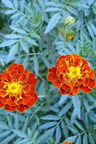 A mobile wallpaper and MMS picture for Apple iPhone 7s, 6s, 5s, 4s, Plus, iPods, iPads, New iPads, Samsung Galaxy S Series and Notes, Sony Ericsson Xperia, LG Mobile Phones, Tablets and Devices: Marigold flower.
