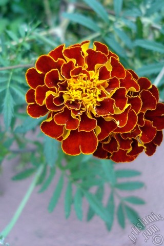 A mobile wallpaper and MMS picture for Apple iPhone 7s, 6s, 5s, 4s, Plus, iPods, iPads, New iPads, Samsung Galaxy S Series and Notes, Sony Ericsson Xperia, LG Mobile Phones, Tablets and Devices: Marigold flower.
