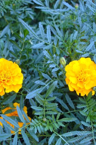 A mobile wallpaper and MMS picture for Apple iPhone 7s, 6s, 5s, 4s, Plus, iPods, iPads, New iPads, Samsung Galaxy S Series and Notes, Sony Ericsson Xperia, LG Mobile Phones, Tablets and Devices: Marigold flower.
