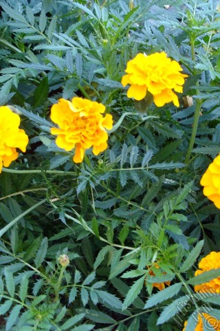 A mobile wallpaper and MMS picture for Apple iPhone 7s, 6s, 5s, 4s, Plus, iPods, iPads, New iPads, Samsung Galaxy S Series and Notes, Sony Ericsson Xperia, LG Mobile Phones, Tablets and Devices: Marigold flower.
