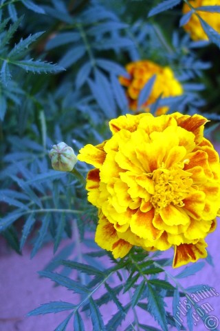 A mobile wallpaper and MMS picture for Apple iPhone 7s, 6s, 5s, 4s, Plus, iPods, iPads, New iPads, Samsung Galaxy S Series and Notes, Sony Ericsson Xperia, LG Mobile Phones, Tablets and Devices: Marigold flower.
