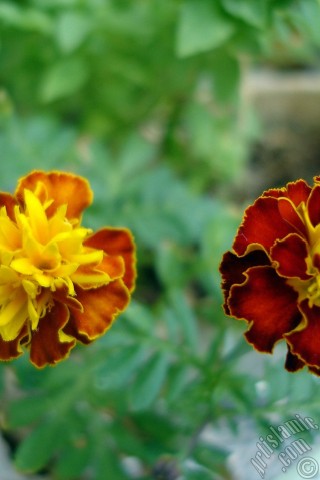 A mobile wallpaper and MMS picture for Apple iPhone 7s, 6s, 5s, 4s, Plus, iPods, iPads, New iPads, Samsung Galaxy S Series and Notes, Sony Ericsson Xperia, LG Mobile Phones, Tablets and Devices: Marigold flower.
