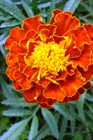 A mobile wallpaper and MMS picture for Apple iPhone 7s, 6s, 5s, 4s, Plus, iPods, iPads, New iPads, Samsung Galaxy S Series and Notes, Sony Ericsson Xperia, LG Mobile Phones, Tablets and Devices: Marigold flower.

