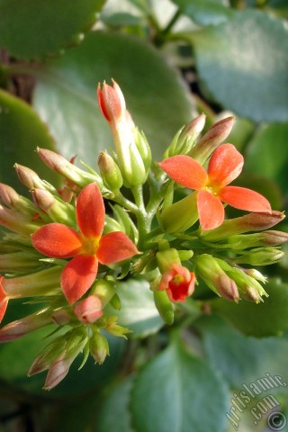 A mobile wallpaper and MMS picture for Apple iPhone 7s, 6s, 5s, 4s, Plus, iPods, iPads, New iPads, Samsung Galaxy S Series and Notes, Sony Ericsson Xperia, LG Mobile Phones, Tablets and Devices: Kalanchoe plant`s flower.
