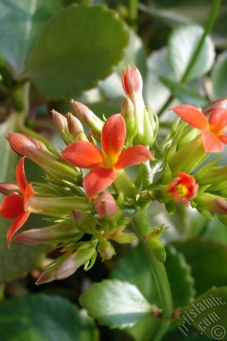 A mobile wallpaper and MMS picture for Apple iPhone 7s, 6s, 5s, 4s, Plus, iPods, iPads, New iPads, Samsung Galaxy S Series and Notes, Sony Ericsson Xperia, LG Mobile Phones, Tablets and Devices: Kalanchoe plant`s flower.
