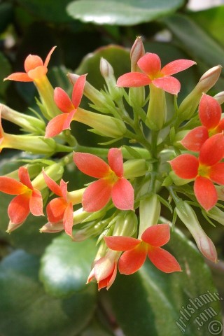 A mobile wallpaper and MMS picture for Apple iPhone 7s, 6s, 5s, 4s, Plus, iPods, iPads, New iPads, Samsung Galaxy S Series and Notes, Sony Ericsson Xperia, LG Mobile Phones, Tablets and Devices: Kalanchoe plant`s flower.
