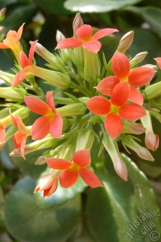 A mobile wallpaper and MMS picture for Apple iPhone 7s, 6s, 5s, 4s, Plus, iPods, iPads, New iPads, Samsung Galaxy S Series and Notes, Sony Ericsson Xperia, LG Mobile Phones, Tablets and Devices: Kalanchoe plant`s flower.
