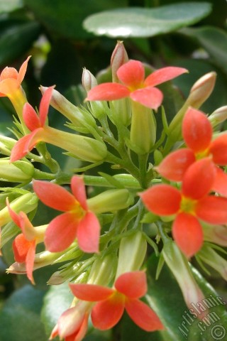 A mobile wallpaper and MMS picture for Apple iPhone 7s, 6s, 5s, 4s, Plus, iPods, iPads, New iPads, Samsung Galaxy S Series and Notes, Sony Ericsson Xperia, LG Mobile Phones, Tablets and Devices: Kalanchoe plant`s flower.
