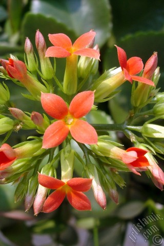 A mobile wallpaper and MMS picture for Apple iPhone 7s, 6s, 5s, 4s, Plus, iPods, iPads, New iPads, Samsung Galaxy S Series and Notes, Sony Ericsson Xperia, LG Mobile Phones, Tablets and Devices: Kalanchoe plant`s flower.
