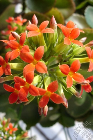 A mobile wallpaper and MMS picture for Apple iPhone 7s, 6s, 5s, 4s, Plus, iPods, iPads, New iPads, Samsung Galaxy S Series and Notes, Sony Ericsson Xperia, LG Mobile Phones, Tablets and Devices: Kalanchoe plant`s flower.
