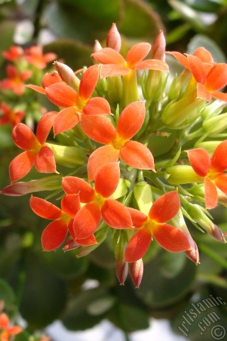 A mobile wallpaper and MMS picture for Apple iPhone 7s, 6s, 5s, 4s, Plus, iPods, iPads, New iPads, Samsung Galaxy S Series and Notes, Sony Ericsson Xperia, LG Mobile Phones, Tablets and Devices: Kalanchoe plant`s flower.
