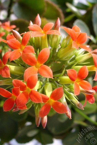 A mobile wallpaper and MMS picture for Apple iPhone 7s, 6s, 5s, 4s, Plus, iPods, iPads, New iPads, Samsung Galaxy S Series and Notes, Sony Ericsson Xperia, LG Mobile Phones, Tablets and Devices: Kalanchoe plant`s flower.
