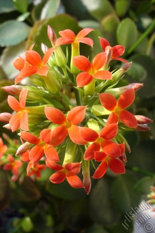 A mobile wallpaper and MMS picture for Apple iPhone 7s, 6s, 5s, 4s, Plus, iPods, iPads, New iPads, Samsung Galaxy S Series and Notes, Sony Ericsson Xperia, LG Mobile Phones, Tablets and Devices: Kalanchoe plant`s flower.
