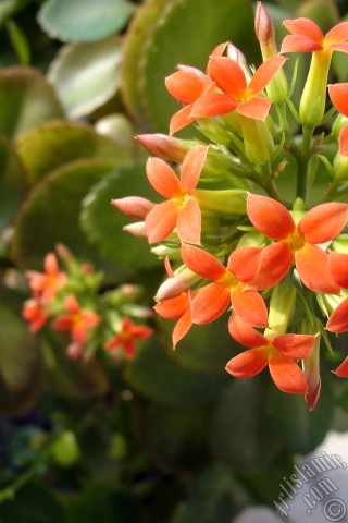 A mobile wallpaper and MMS picture for Apple iPhone 7s, 6s, 5s, 4s, Plus, iPods, iPads, New iPads, Samsung Galaxy S Series and Notes, Sony Ericsson Xperia, LG Mobile Phones, Tablets and Devices: Kalanchoe plant`s flower.
