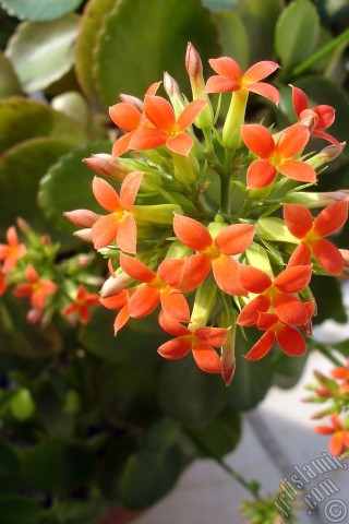 A mobile wallpaper and MMS picture for Apple iPhone 7s, 6s, 5s, 4s, Plus, iPods, iPads, New iPads, Samsung Galaxy S Series and Notes, Sony Ericsson Xperia, LG Mobile Phones, Tablets and Devices: Kalanchoe plant`s flower.
