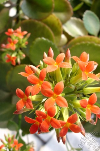 A mobile wallpaper and MMS picture for Apple iPhone 7s, 6s, 5s, 4s, Plus, iPods, iPads, New iPads, Samsung Galaxy S Series and Notes, Sony Ericsson Xperia, LG Mobile Phones, Tablets and Devices: Kalanchoe plant`s flower.
