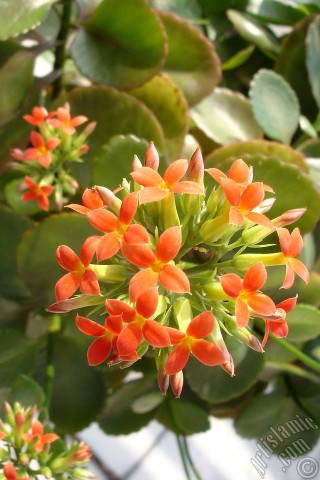 A mobile wallpaper and MMS picture for Apple iPhone 7s, 6s, 5s, 4s, Plus, iPods, iPads, New iPads, Samsung Galaxy S Series and Notes, Sony Ericsson Xperia, LG Mobile Phones, Tablets and Devices: Kalanchoe plant`s flower.
