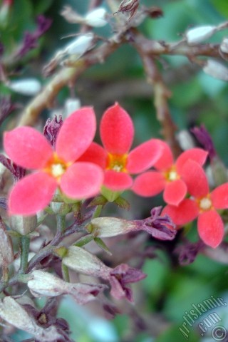 A mobile wallpaper and MMS picture for Apple iPhone 7s, 6s, 5s, 4s, Plus, iPods, iPads, New iPads, Samsung Galaxy S Series and Notes, Sony Ericsson Xperia, LG Mobile Phones, Tablets and Devices: Kalanchoe plant`s flower.
