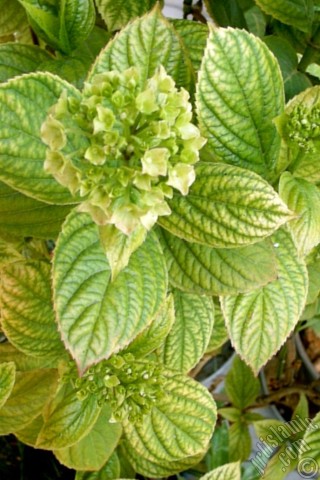 A mobile wallpaper and MMS picture for Apple iPhone 7s, 6s, 5s, 4s, Plus, iPods, iPads, New iPads, Samsung Galaxy S Series and Notes, Sony Ericsson Xperia, LG Mobile Phones, Tablets and Devices: Hydrangea -Hortensia- flower.
