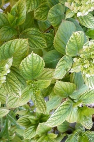 A mobile wallpaper and MMS picture for Apple iPhone 7s, 6s, 5s, 4s, Plus, iPods, iPads, New iPads, Samsung Galaxy S Series and Notes, Sony Ericsson Xperia, LG Mobile Phones, Tablets and Devices: Hydrangea -Hortensia- flower.
