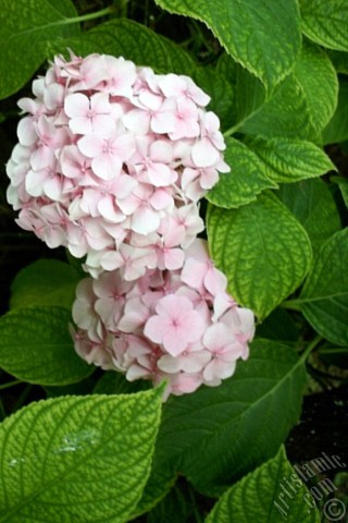 A mobile wallpaper and MMS picture for Apple iPhone 7s, 6s, 5s, 4s, Plus, iPods, iPads, New iPads, Samsung Galaxy S Series and Notes, Sony Ericsson Xperia, LG Mobile Phones, Tablets and Devices: Pink Hydrangea -Hortensia- flower.
