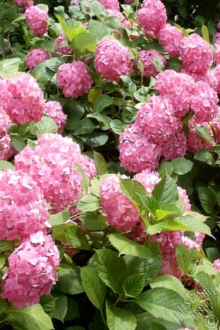 A mobile wallpaper and MMS picture for Apple iPhone 7s, 6s, 5s, 4s, Plus, iPods, iPads, New iPads, Samsung Galaxy S Series and Notes, Sony Ericsson Xperia, LG Mobile Phones, Tablets and Devices: Pink Hydrangea -Hortensia- flower.
