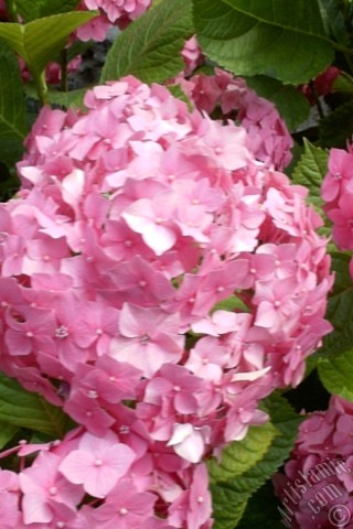 A mobile wallpaper and MMS picture for Apple iPhone 7s, 6s, 5s, 4s, Plus, iPods, iPads, New iPads, Samsung Galaxy S Series and Notes, Sony Ericsson Xperia, LG Mobile Phones, Tablets and Devices: Pink Hydrangea -Hortensia- flower.
