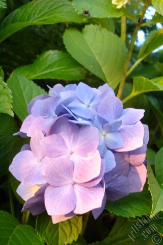 A mobile wallpaper and MMS picture for Apple iPhone 7s, 6s, 5s, 4s, Plus, iPods, iPads, New iPads, Samsung Galaxy S Series and Notes, Sony Ericsson Xperia, LG Mobile Phones, Tablets and Devices: Light blue color Hydrangea -Hortensia- flower.
