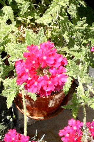 A mobile wallpaper and MMS picture for Apple iPhone 7s, 6s, 5s, 4s, Plus, iPods, iPads, New iPads, Samsung Galaxy S Series and Notes, Sony Ericsson Xperia, LG Mobile Phones, Tablets and Devices: Verbena -Common Vervain- flower.
