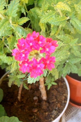 A mobile wallpaper and MMS picture for Apple iPhone 7s, 6s, 5s, 4s, Plus, iPods, iPads, New iPads, Samsung Galaxy S Series and Notes, Sony Ericsson Xperia, LG Mobile Phones, Tablets and Devices: Verbena -Common Vervain- flower.
