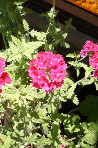 A mobile wallpaper and MMS picture for Apple iPhone 7s, 6s, 5s, 4s, Plus, iPods, iPads, New iPads, Samsung Galaxy S Series and Notes, Sony Ericsson Xperia, LG Mobile Phones, Tablets and Devices: Verbena -Common Vervain- flower.
