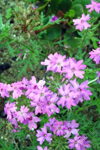 A mobile wallpaper and MMS picture for Apple iPhone 7s, 6s, 5s, 4s, Plus, iPods, iPads, New iPads, Samsung Galaxy S Series and Notes, Sony Ericsson Xperia, LG Mobile Phones, Tablets and Devices: Verbena -Common Vervain- flower.
