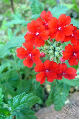 A mobile wallpaper and MMS picture for Apple iPhone 7s, 6s, 5s, 4s, Plus, iPods, iPads, New iPads, Samsung Galaxy S Series and Notes, Sony Ericsson Xperia, LG Mobile Phones, Tablets and Devices: Verbena -Common Vervain- flower.
