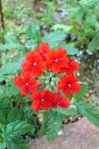 A mobile wallpaper and MMS picture for Apple iPhone 7s, 6s, 5s, 4s, Plus, iPods, iPads, New iPads, Samsung Galaxy S Series and Notes, Sony Ericsson Xperia, LG Mobile Phones, Tablets and Devices: Verbena -Common Vervain- flower.
