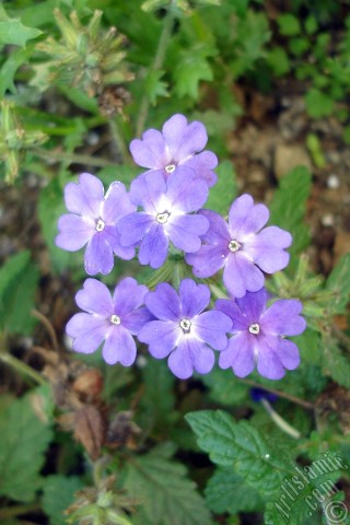 A mobile wallpaper and MMS picture for Apple iPhone 7s, 6s, 5s, 4s, Plus, iPods, iPads, New iPads, Samsung Galaxy S Series and Notes, Sony Ericsson Xperia, LG Mobile Phones, Tablets and Devices: Verbena -Common Vervain- flower.
