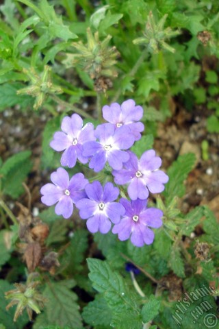 A mobile wallpaper and MMS picture for Apple iPhone 7s, 6s, 5s, 4s, Plus, iPods, iPads, New iPads, Samsung Galaxy S Series and Notes, Sony Ericsson Xperia, LG Mobile Phones, Tablets and Devices: Verbena -Common Vervain- flower.
