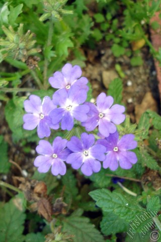 A mobile wallpaper and MMS picture for Apple iPhone 7s, 6s, 5s, 4s, Plus, iPods, iPads, New iPads, Samsung Galaxy S Series and Notes, Sony Ericsson Xperia, LG Mobile Phones, Tablets and Devices: Verbena -Common Vervain- flower.
