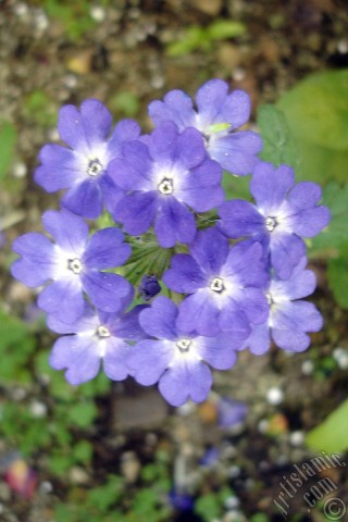 A mobile wallpaper and MMS picture for Apple iPhone 7s, 6s, 5s, 4s, Plus, iPods, iPads, New iPads, Samsung Galaxy S Series and Notes, Sony Ericsson Xperia, LG Mobile Phones, Tablets and Devices: Verbena -Common Vervain- flower.
